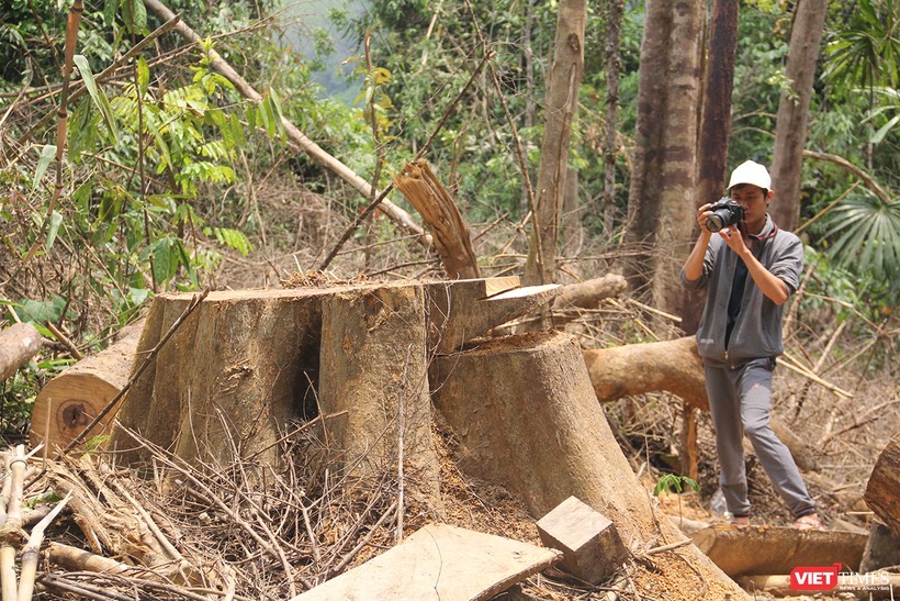 Ngoài vụ phá rừng phòng hộ Sông Kôn ở huyện Đông Giang (Quảng Nam) đang được làm rõ, Quảng Nam lại nổi lên thêm 2 vụ phá rừng quy mô lớn ở huyện Nam Giang với số lượng gỗ quý bị triệt hạ lên đến trên 235m3.