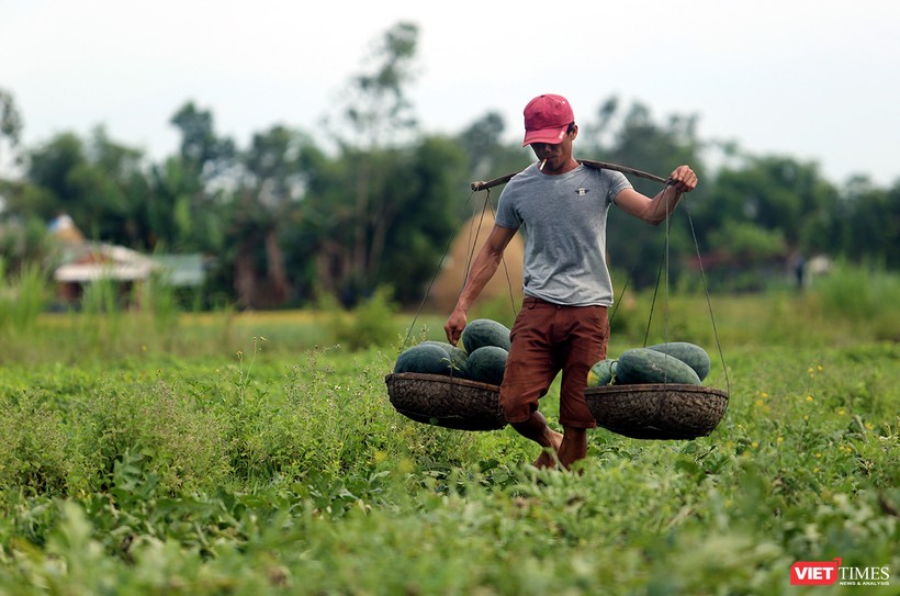 Hàng loạt ruộng dưa với hàng ngàn tấn ở các huyện Phú Ninh, Thăng Bình (Quảng Nam) đã đến kỳ thu hoạch đang chín nằm đồng không có người mua khiến nông dân tại đây thấp thỏm.