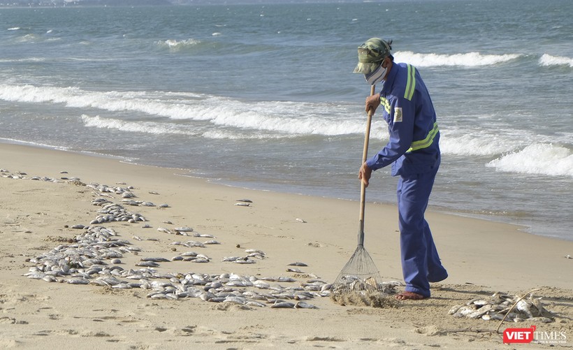 Lực lượng công nhân đã thu gom được hơn 1,5 tấn cá chết trôi dạt vào bờ biển dọc đường Nguyễn Tất Thành-TP Đà Nẵng