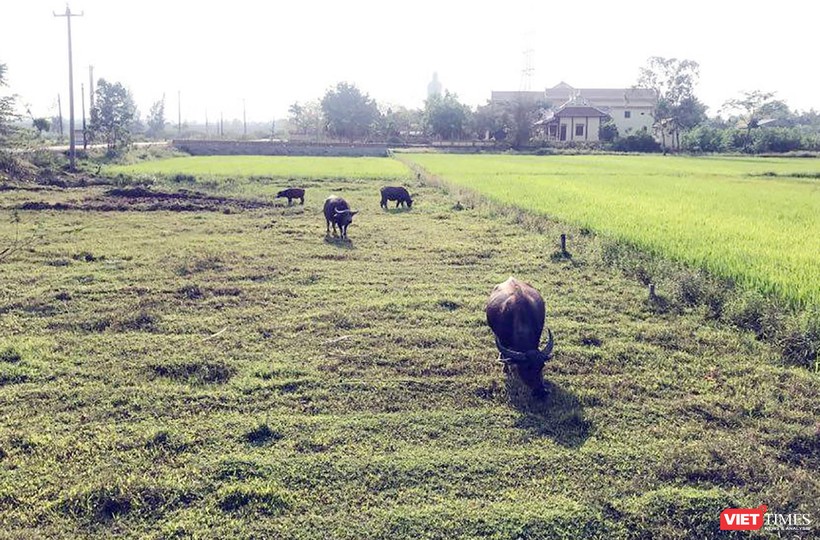 Người dân xã Hòa Tiến (huyện Hòa Vang, Đà Nẵng) đang đối mặt với tình trạng "sốt" giá đất.