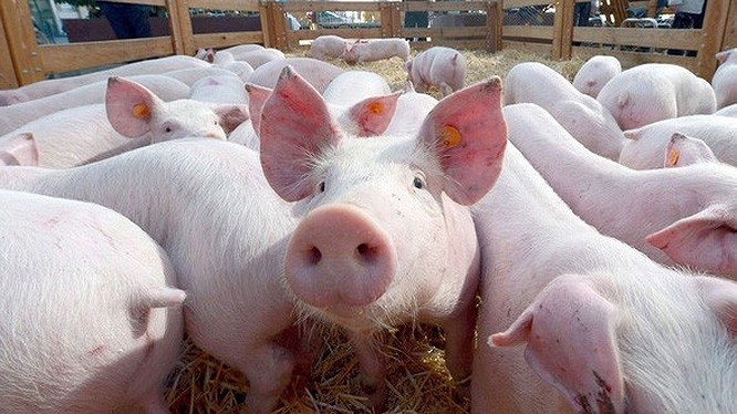 Đã phát hiện lợn nhiễm virus tả lợn châu Phi tại huyện Hòa Vang, TP Đà Nẵng