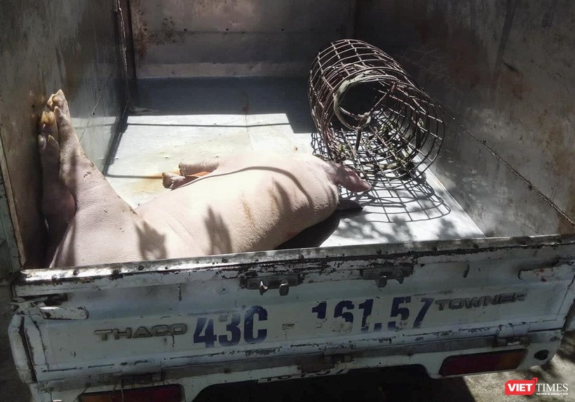 Cá thể lợn chết bệnh suýt thành món lợn quay nằm trên bàn nhậu của thực khách được lực lượng chức năng kịp thời phát hiện