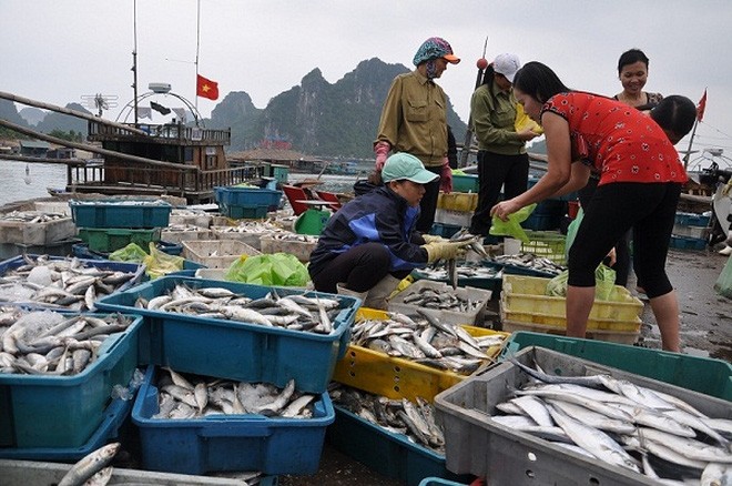 Bộ Y tế phải công bố kết quả xét nghiệm hải sản miền Trung vào cuối tháng 12/2016.