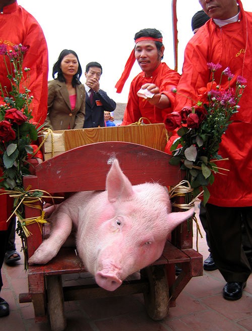 Hình ảnh tại lễ hội chém lợn làng Ném Thượng, huyện Tiên Du,  Bắc Ninh - Ảnh: T.T.D.