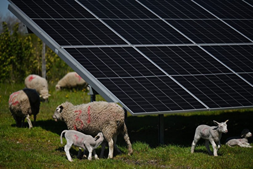 Mô hình chăn thả cừu + điện mặt trời đang phát triển mạnh ở Mỹ và lan sang châu Âu (Ảnh: AFP).