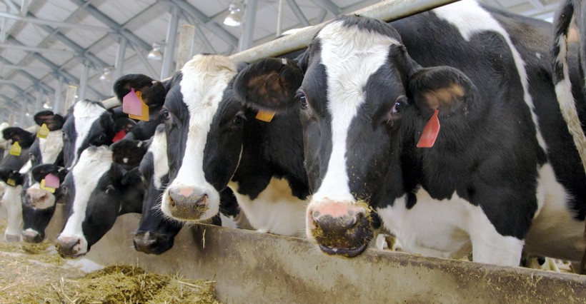Dược phẩm mới Imilac có thể thay thế kháng sinh ngăn chăn nhiễm trùng ở bò sữa. Ảnh NoCamels