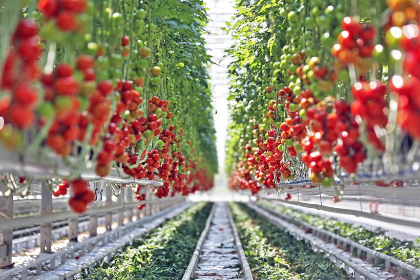  Tại Lâm Đồng năng suất cà chua trung bình hiện nay là 45 tấn/ha, khi ứng dụng CNTT vào một số khâu như như tưới nhỏ giọt, giá thể… năng suất đã lên tới 200 tấn.