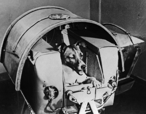 Chó Laika ngồi trong khoang chứa của vệ tinh Sputnik 2. Hình ảnh: Getty Images.