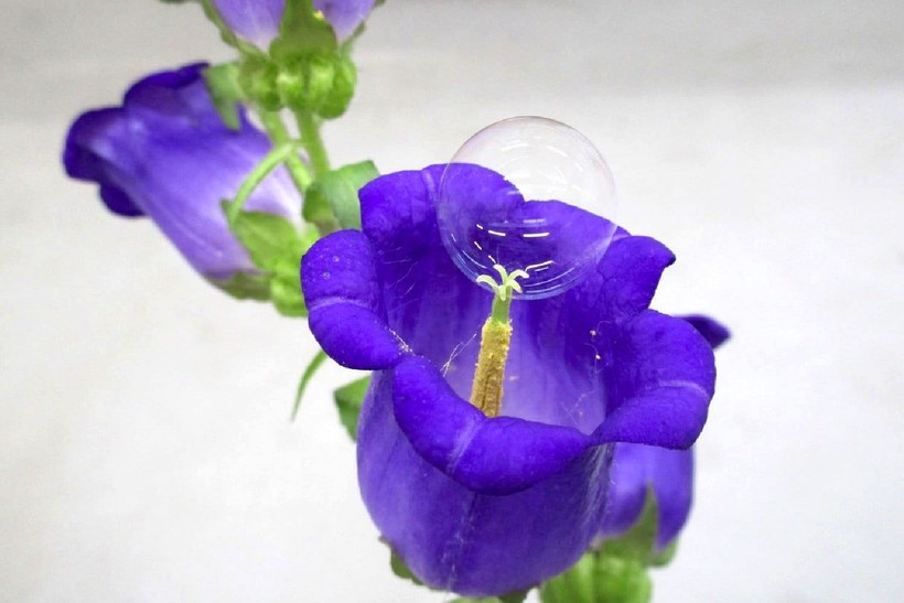 Hoa có thể được thụ phấn thông qua những quả bong bóng này. Ảnh: Digital Trends