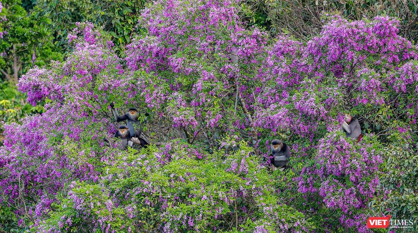 Hoa thàn mát và voọc chà vá chân nâu trên bán đảo Sơn Trà