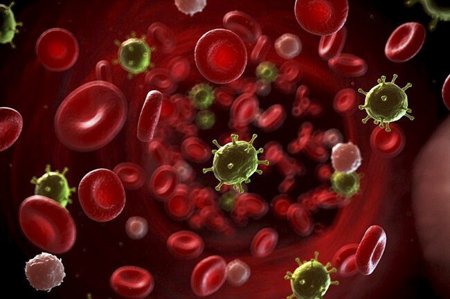 Nhiễm trùng huyết xảy ra khi virus, vi khuẩn, nấm, ký sinh trùng xâm nhập vào máu (ảnh BVCC)
