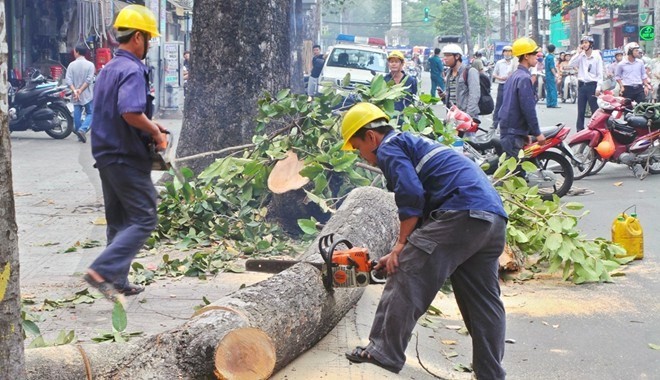 Việc đốn hạ cây xanh của Hà Nội đã vấp phải phản ứng quyết liệt từ người dân và dư luận
