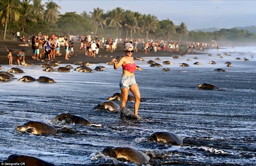 Du khách chứng kiến cảnh tượng kỳ thú khi hàng trăm ngàn con rùa biển ào ạt đổ vào bờ để đẻ trứng trong vòng vài ngày.