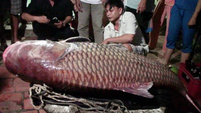 Cá hô lưới được trên sông Cổ Chiên tháng 12-2014 - Ảnh: Đại Việt