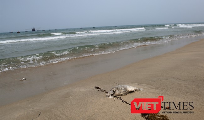 Đã xuất hiện cá chết dạt vào bờ biển Đà Nẵng