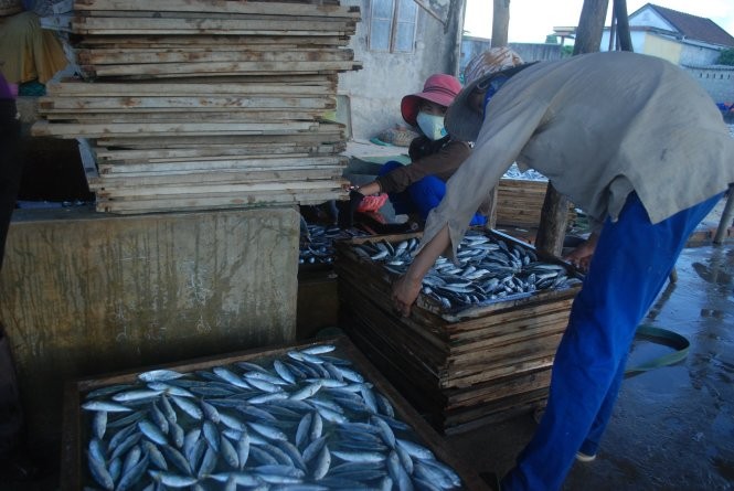 Cá nục tại Quảng Trị bị phát hiện có chất cực độc 