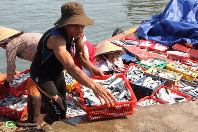 Người dân vẫn chưa rõ cá 4 tỉnh miền Trung sau sự cố môi trường Formosa đã ăn được hay chưa