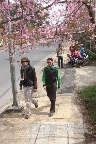 Khách nước ngoài tham quan vườn hoa anh đào trên đường Trần Hưng Đạo ở Đà Lạt. Ảnh: TTXVN