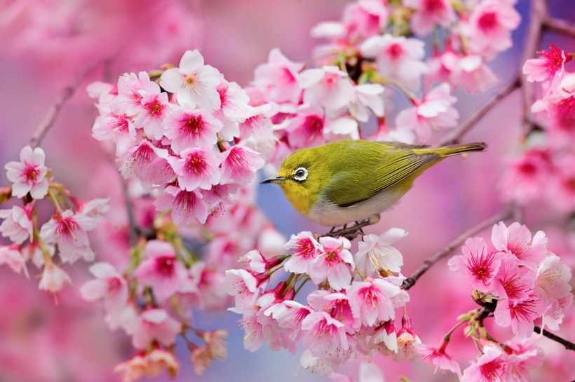Mùa hoa anh đào Nhật Bản