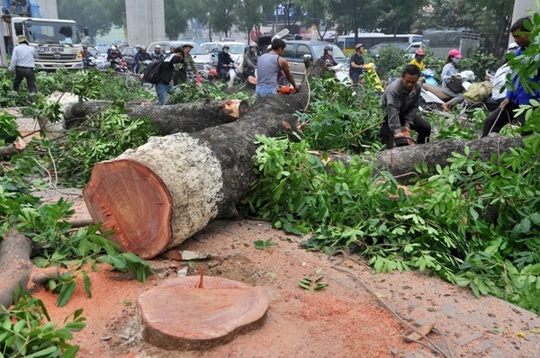 Kết luận Thanh tra Hà Nội cho rằng "việc chặt cây đường Nguyễn Trãi là cần thiết"
