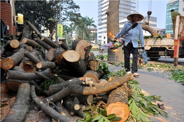 Hà Nội bàn phương án thay thế cây mỡ trên đường Nguyễn Chí Thanh