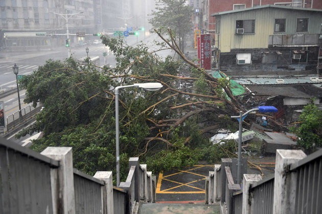 Cây đổ do bão Soudelor ở Đài Bắc, Đài Loan ngày 8-8 - Ảnh: AFP