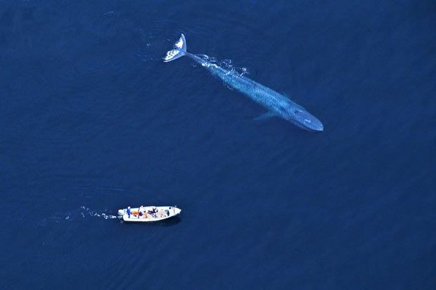 Video: Đàn cá voi lưng gù chào hỏi khiến du khách chết sững