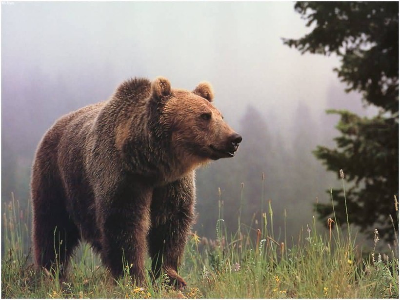 Gấu làm gì khi không có con người xung quanh?