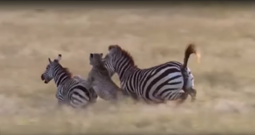 Báo châu Phi tấn công ngựa vằn - ảnh minh họa video