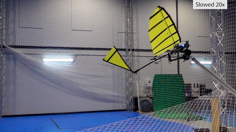 Robot vỗ cánh ornithopter bay và đậu trên thanh ngang. Ảnh video New Scientist