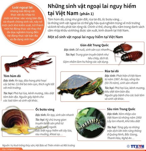 Những sinh vật ngoại lai gây nguy hiểm cho môi trường Việt Nam. (Nguồn: TTXVN)