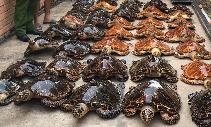 Các tiêu bản rùa biển bị buôn lậu bất hợp pháp được phát hiện tại Tây Ninh