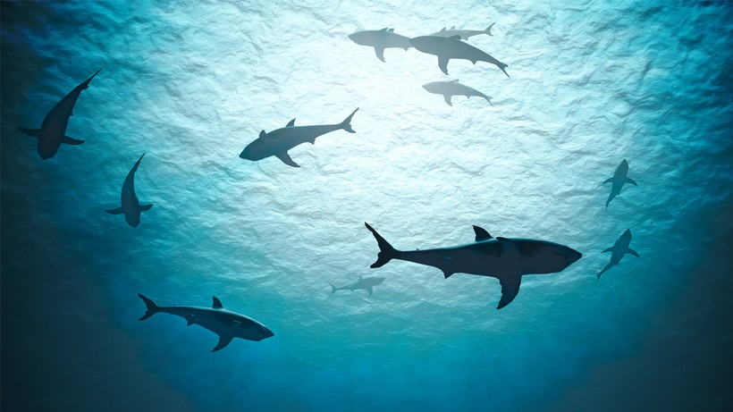 6 bài học để trở thành nhà lãnh đạo "cá mập"