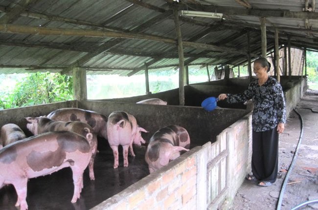 Doanh nghiệp Pháp sẽ giúp đỡ ngành chăn nuôi Việt Nam - (Ảnh minh họa).