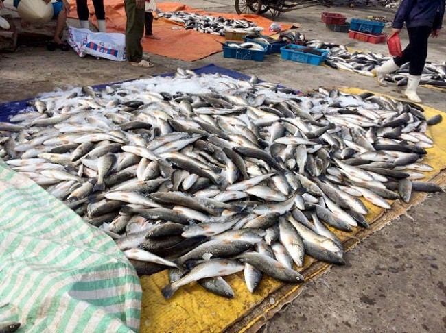Hàng trăm tấn cá được phát hiện chết bất thường ở vùng biển Nghi Sơn, Thanh Hóa - (Ảnh minh họa)