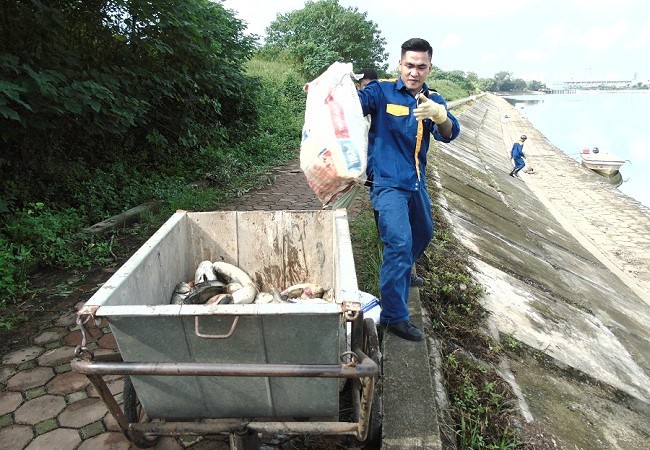 Công nhân Công ty môi trường đô thị đang thu gom cá chết đi tiêu hủy.