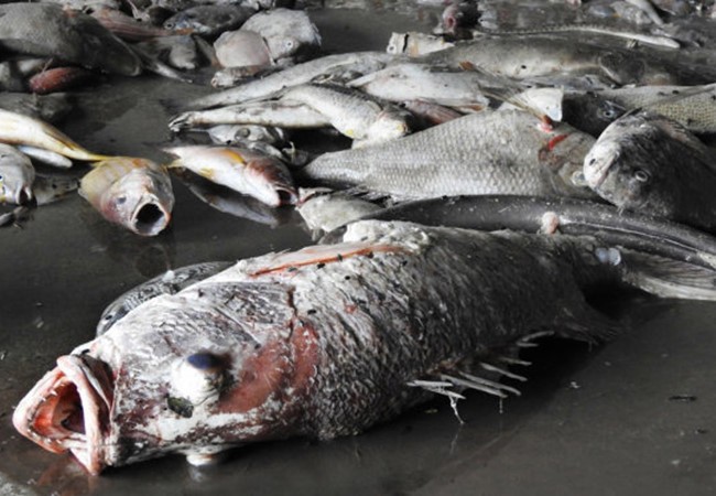 Cá chết 4 tỉnh miền Trung do Formosa gây ra.