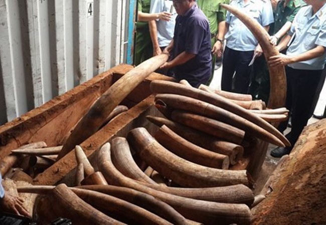 Số ngà voi tang vật trong một lần bắt giữ