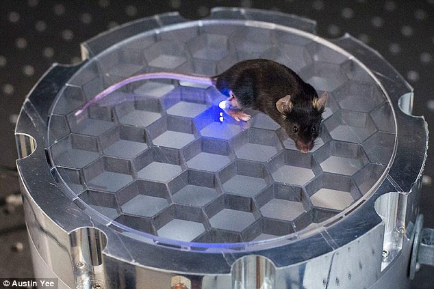Một con chuột được áp dụng kỹ thuật khống chế mới- (ẢNH: IEEE SPECTRUM).