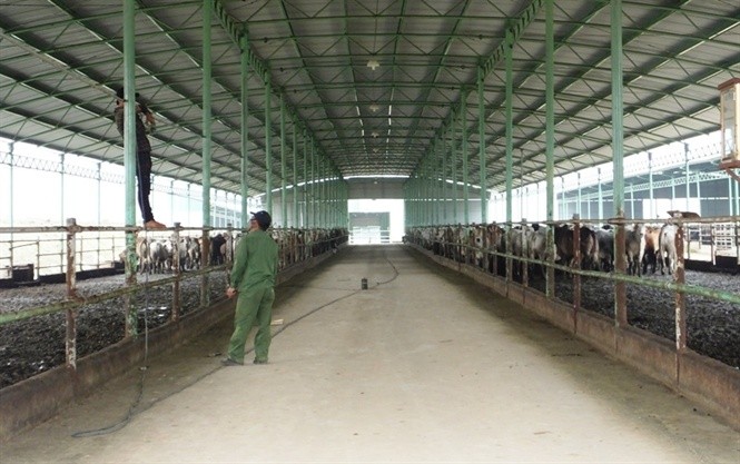 Đó là dự án nuôi bò giống, bò thịt tại Hà Tĩnh là một trong những dự án nông nghiệp có quy mô lớn nhất miền Bắc. (Ảnh: Internet)