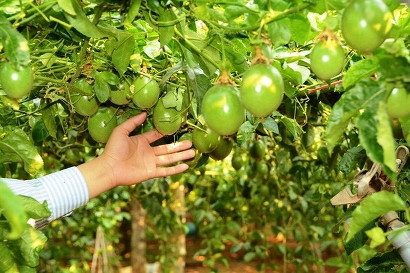 Nhiều cá nhân “đồng cam” cùng “bầu” Đức trồng cây ăn trái. (Ảnh: Internet)
