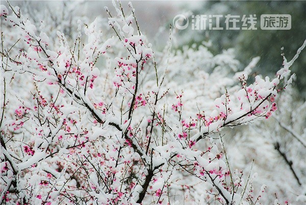 Màu hồng của hoa đào vừa chớm nở nổi bật trên màu trắng của tuyết.  Ảnh:  ZhejiangOnline.