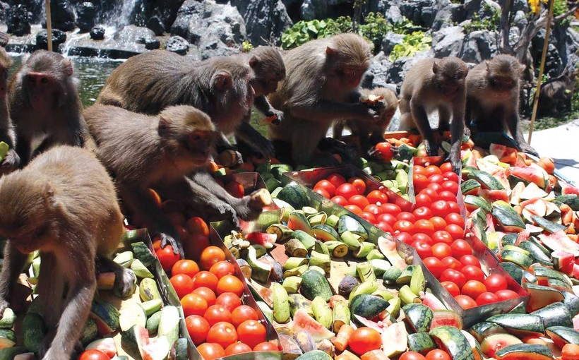 Video: Đột nhập đảo nuôi khỉ “hiến thận” độc nhất vô nhị