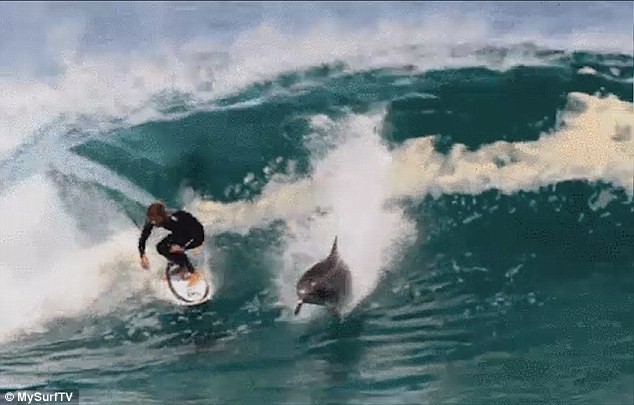 Video: Kinh ngạc xem cá heo “lướt sóng” cùng con người