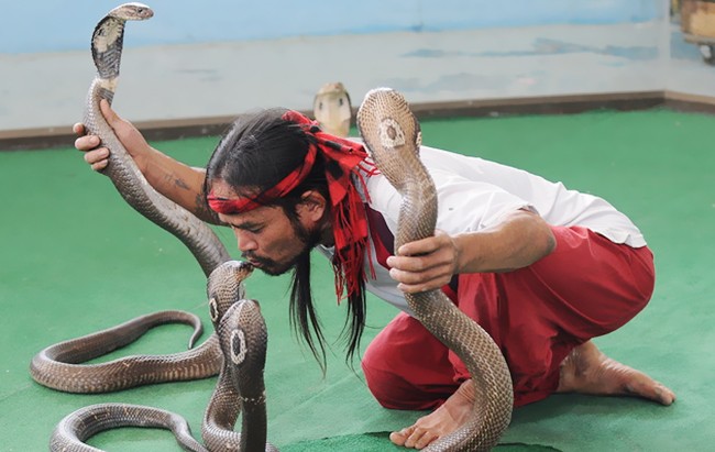 Video: Nghệ sĩ Thái Lan trổ tài điều khiển rắn độc tại Nha Trang