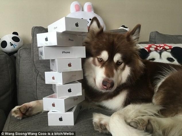 Bức ảnh này được chụp đúng vào ngày iPhone 7 ra mắt tại Trung Quốc, cô chó Coco bên cạnh 8 chiếc iPhone ông chủ mua để... lấy lòng