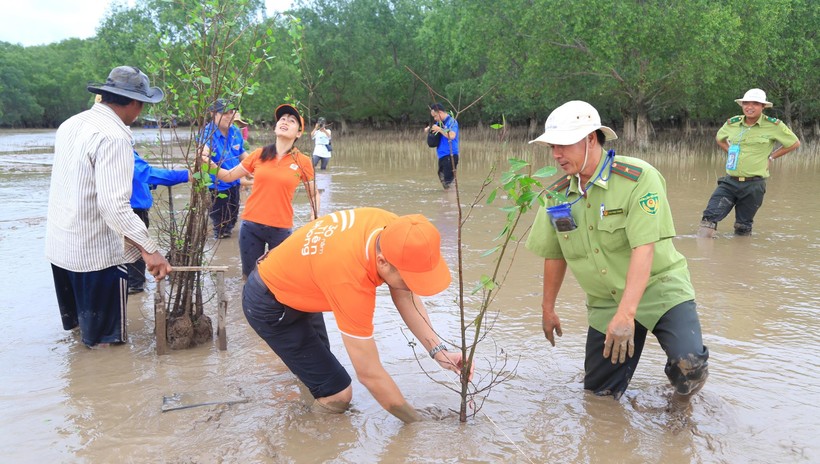 Khu vực trồng 2.000 cây bần nằm ở cửa biển thuộc sông Hậu, là một trong những khu vực chịu thiệt hại nặng nề của triều cường. 