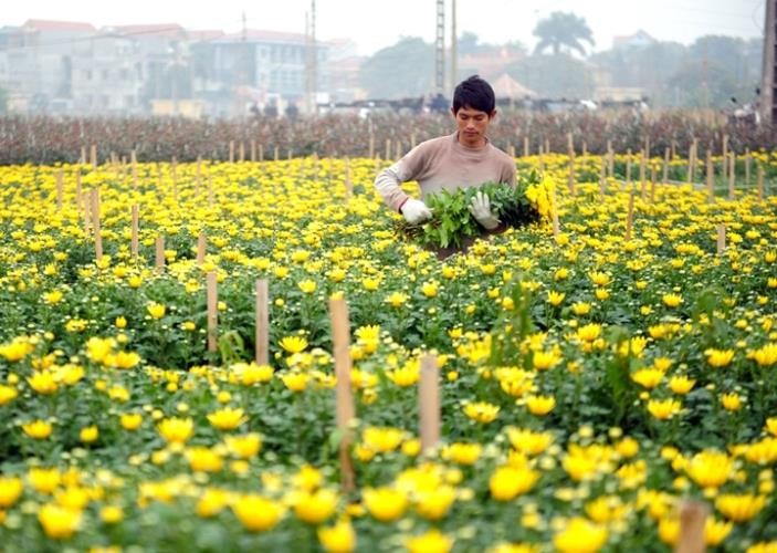 Khu vực nông thôn Hà Nội có nhiều huyện đạt thu nhập bình quân đầu người khá cao, lên đến gần 50 triệu đồng/năm.