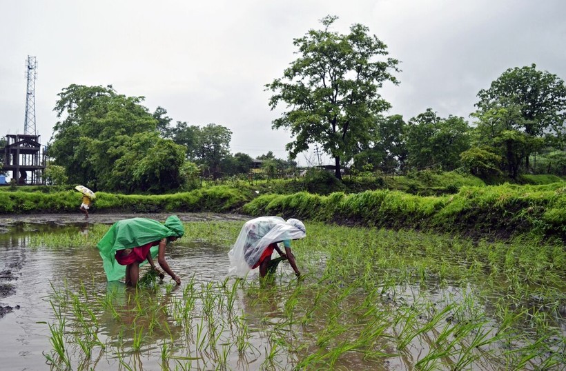 Nông dân gieo mạ trên cánh đồng lúa nước ở Bhivpuri, Ấn Độ (Ảnh: Bloomberg)