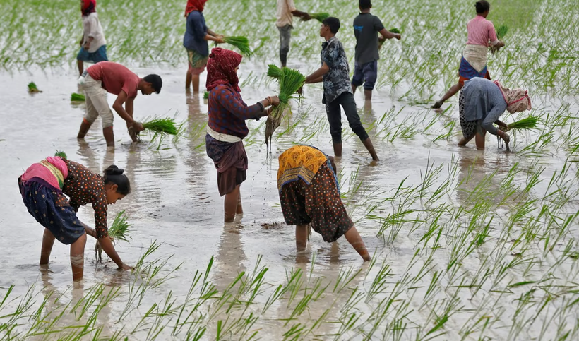 Nông dân trồng lúa trên một cánh đồng ở ngoại ô Ahmedabad, Ấn Độ, vào tháng 7 (Ảnh: Reuters)
